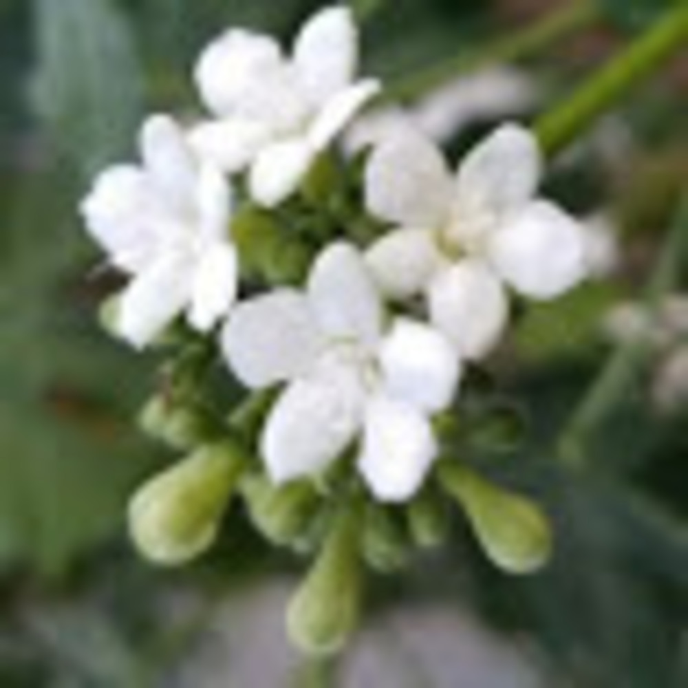 Meet your Posher, Araceli